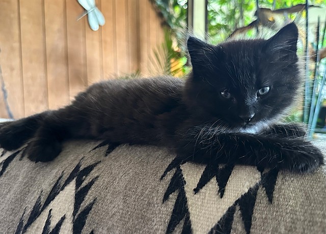Shelter Stray Male Cat last seen NORTHVIEW DR & NORCROFT WAY, 2127 Front St, Sacramento, CA 95818, USA