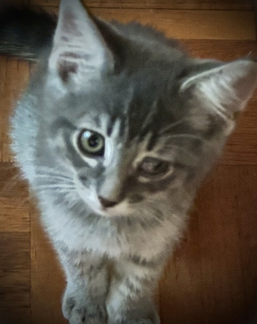 Shelter Stray Male Cat last seen NORTHVIEW DR & NORCROFT WAY, 2127 Front St, Sacramento, CA 95818, USA