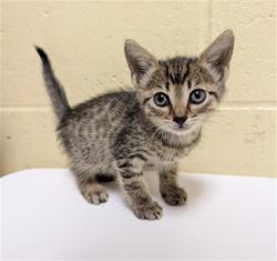 Shelter Stray Female Cat last seen REDONDO AVE & LINDLEY AVE, 2127 Front St, Sacramento, CA 95818, USA