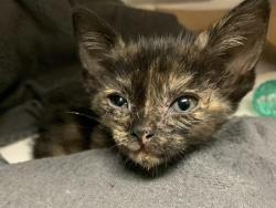 Shelter Stray Female Cat last seen CENTER PKWY & EHRHARDT AVE, 2127 Front St, Sacramento, CA 95818, USA