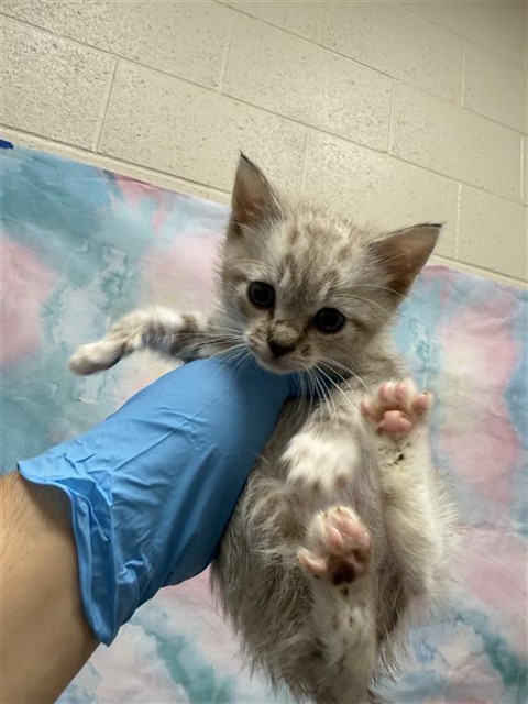 Shelter Stray Male Cat last seen SAINT JUDE CT / SHELDON RD, 9150 Union Park Way, Elk Grove, CA 95624, USA