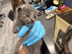 Shelter Stray Female Cat last seen CHARLOTTE, 8315 Byrum Dr, Charlotte, NC 28217, USA