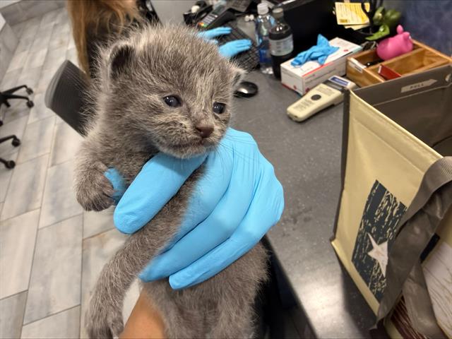 Shelter Stray Female Cat last seen CHARLOTTE, 8315 Byrum Dr, Charlotte, NC 28217, USA