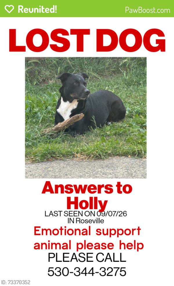 Reunited Female Dog last seen Foothills Blvd and Denio loop, Roseville, CA 95747