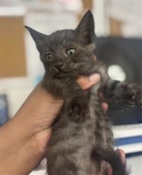 Shelter Stray Female Cat last seen RIALTO AND I ST, 333 Chandler Pl, San Bernardino, CA 92408, USA