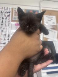 Shelter Stray Female Cat last seen RIALTO AND I ST, 333 Chandler Pl, San Bernardino, CA 92408, USA
