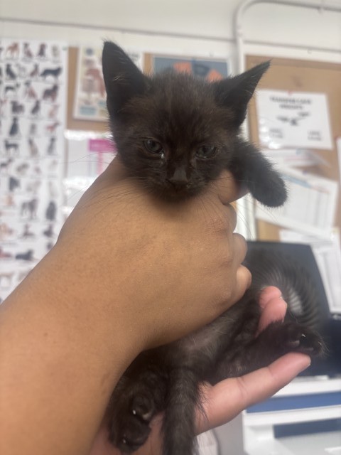 Shelter Stray Female Cat last seen RIALTO AND I ST, 333 Chandler Pl, San Bernardino, CA 92408, USA