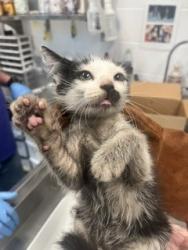 Shelter Stray Female Cat last seen BURLINGTON AC, 221 Stone Quarry Rd, Burlington, NC 27217, USA