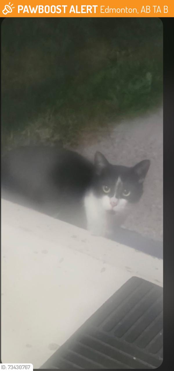 Found/Stray Unknown Cat last seen T6A3B4, Edmonton, AB T6A 3B4