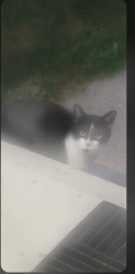 Found/Stray Unknown Cat last seen T6A3B4, Edmonton, AB T6A 3B4