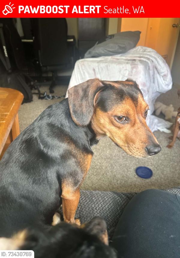 Lost Male Dog last seen Cal anderson park, Seattle, WA 98122
