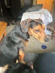 Lost Male Dog last seen Cal anderson park, Seattle, WA 98122