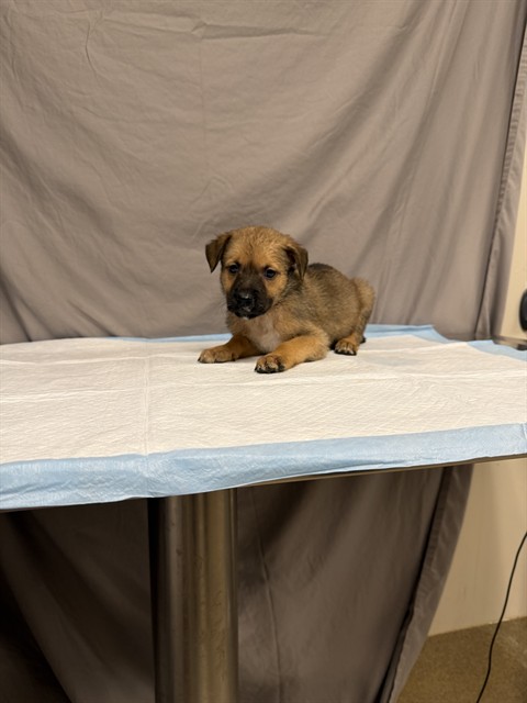 Shelter Stray Female Dog last seen , 29525 Agoura Rd, Agoura Hills, CA 91301, USA