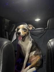 Found/Stray Female Dog last seen Nsb highschool, New Smyrna Beach, FL 32168