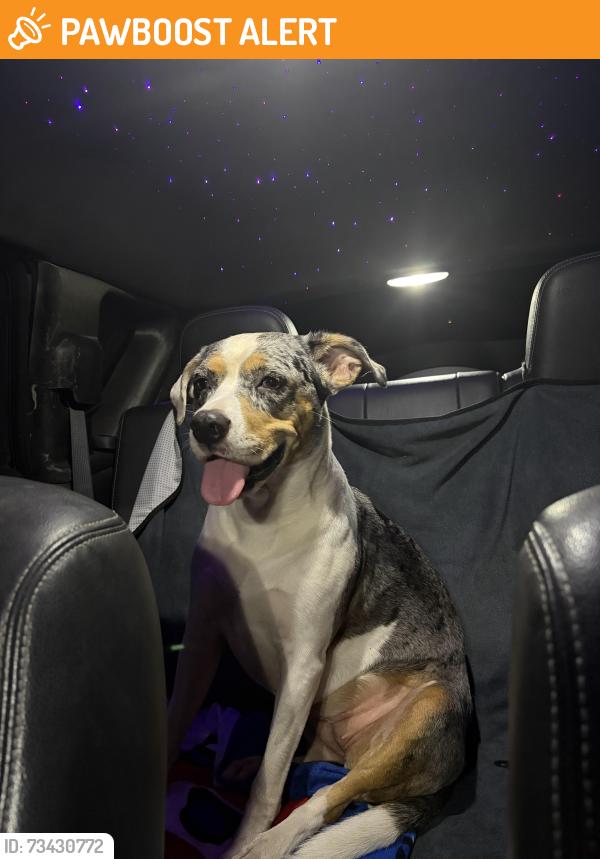 Found/Stray Female Dog last seen Nsb highschool, New Smyrna Beach, FL 32168