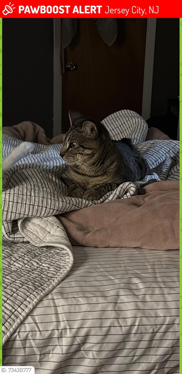 Lost Male Cat last seen Everett, Jersey City, NJ 07304