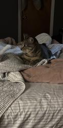 Lost Male Cat last seen Everett, Jersey City, NJ 07304