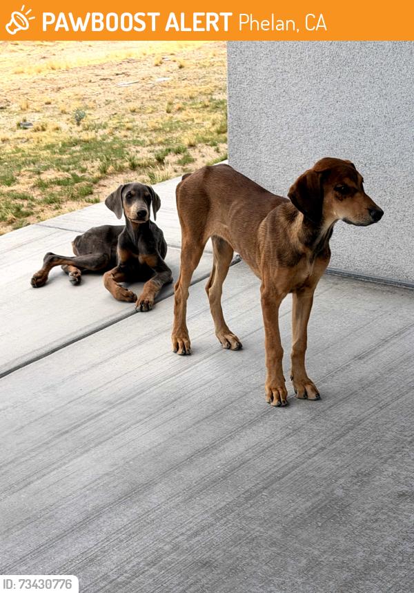 Found/Stray Unknown Dog last seen Wilson Ranch Rd and Cayucos Dr, Phelan, CA 92371