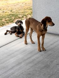 Found/Stray Unknown Dog last seen Wilson Ranch Rd and Cayucos Dr, Phelan, CA 92371