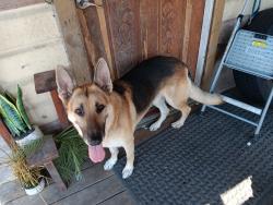 Found/Stray Male Dog last seen 8th Street, South Houston, TX 77587