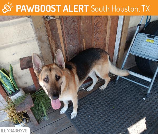 Found/Stray Male Dog last seen 8th Street, South Houston, TX 77587