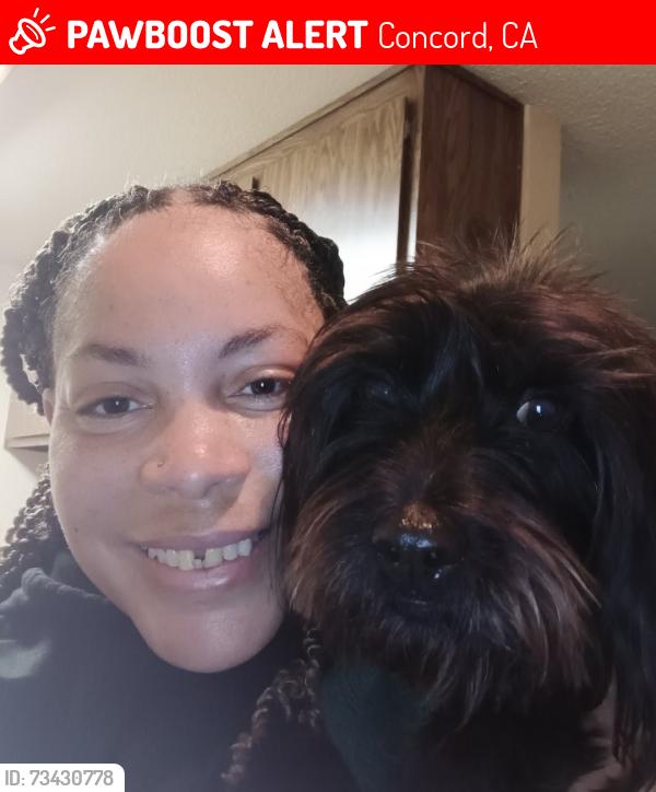 Lost Male Dog last seen Treat boulevard, Concord, CA 94521