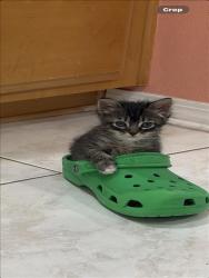 Shelter Stray Female Cat last seen , West Valley Animal Shelter, 20655 Plummer St, Chatsworth, CA 91311, USA