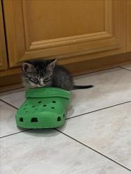 Shelter Stray Male Cat last seen , West Valley Animal Shelter, 20655 Plummer St, Chatsworth, CA 91311, USA