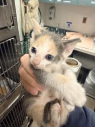 Shelter Stray Female Cat last seen , West Valley Animal Shelter, 20655 Plummer St, Chatsworth, CA 91311, USA