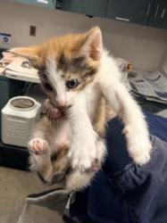 Shelter Stray Female Cat last seen , West Valley Animal Shelter, 20655 Plummer St, Chatsworth, CA 91311, USA