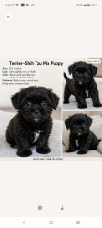 Lost Male Dog last seen Home Depot parking lot and U-Haul storage space in Lancaster California, Lancaster, CA 93534