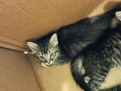 Shelter Stray Female Cat last seen Near BLOCK E 88TH AVE LOT 37, 12155 Park Blvd, Brighton, CO 80601, USA