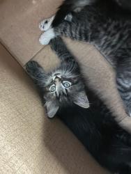Shelter Stray Male Cat last seen Near BLOCK E 88TH AVE LOT 37, 12155 Park Blvd, Brighton, CO 80601, USA