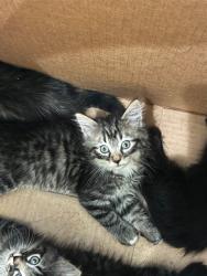 Shelter Stray Female Cat last seen Near BLOCK E 88TH AVE LOT 37, 12155 Park Blvd, Brighton, CO 80601, USA