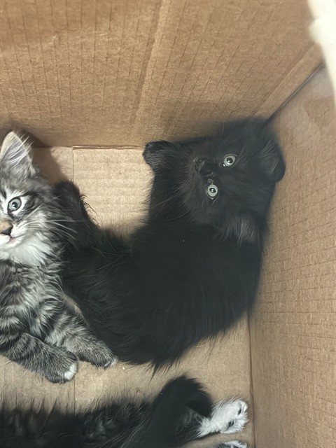 Shelter Stray Female Cat last seen Near BLOCK E 88TH AVE LOT 37, 12155 Park Blvd, Brighton, CO 80601, USA