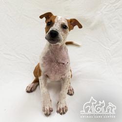 Shelter Stray Female Dog last seen REYNOLDS/ARMSTRONG, 6443 Oak Canyon, Irvine, CA 92618, USA