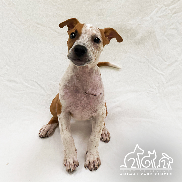 Shelter Stray Female Dog last seen REYNOLDS/ARMSTRONG, 6443 Oak Canyon, Irvine, CA 92618, USA