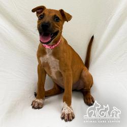 Shelter Stray Female Dog last seen REYNOLDS/ARMSTRONG, 6443 Oak Canyon, Irvine, CA 92618, USA