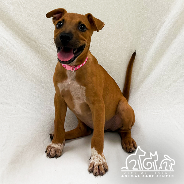 Shelter Stray Female Dog last seen REYNOLDS/ARMSTRONG, 6443 Oak Canyon, Irvine, CA 92618, USA