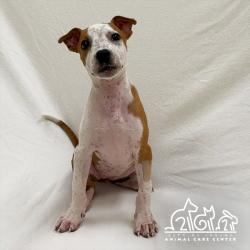 Shelter Stray Female Dog last seen REYNOLDS/ARMSTRONG, 6443 Oak Canyon, Irvine, CA 92618, USA
