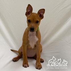 Shelter Stray Female Dog last seen REYNOLDS/ARMSTRONG, 6443 Oak Canyon, Irvine, CA 92618, USA