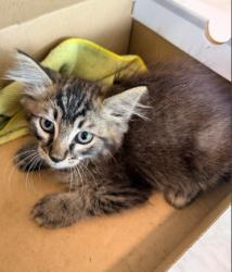 Shelter Stray Male Cat last seen TECHNOLOGY/ALTON PKWY, 6443 Oak Canyon, Irvine, CA 92618, USA
