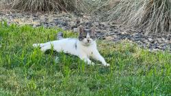 Lost Female Cat last seen Avimor Drive Pond, Boise, ID 83714