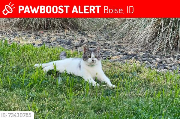 Lost Female Cat last seen Avimor Drive Pond, Boise, ID 83714