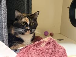 Shelter Stray Female Cat last seen Near 54th Street, San Diego, CA, 92115, 5500 Gaines St, San Diego, CA 92110, USA