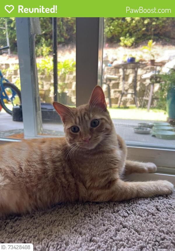 Reunited Male Cat last seen N midway & E valley parkway, Escondido, CA 92027