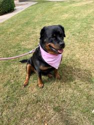 Lost Female Dog last seen Dobson and Rio Salado, Mesa, AZ 85201
