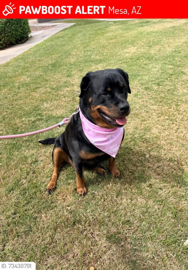 Lost Female Dog last seen Dobson and Rio Salado, Mesa, AZ 85201