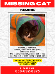 Lost Female Cat last seen Quincy St and New Hampshire Ave NW, Washington, DC 20011