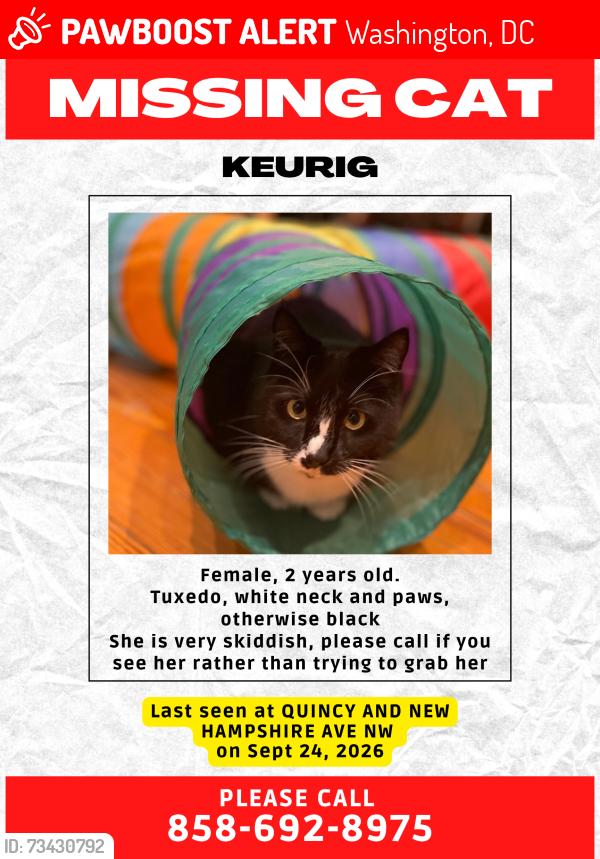 Lost Female Cat last seen Quincy St and New Hampshire Ave NW, Washington, DC 20011